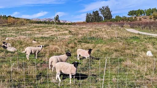 Apricot Lane Farms - Goat Yoga in Moorpark, California