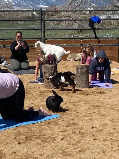 Arvada Goat Yoga - Goat Yoga in Arvada, Colorado