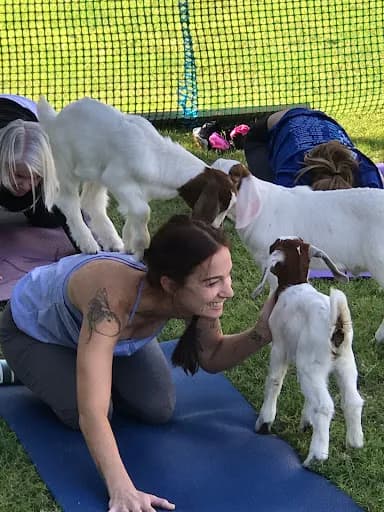 Baby Goat Yoga @ Mesquite Meadows - Goat Yoga in Waddell, Arizona