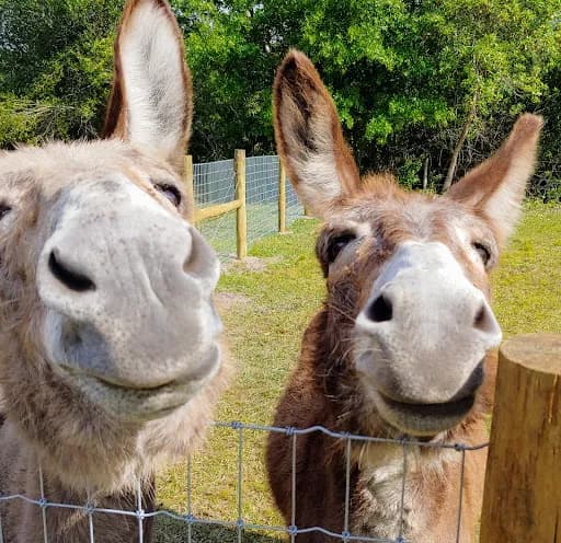 Blissful Goat Yoga - Goat Yoga in Myakka City, Florida