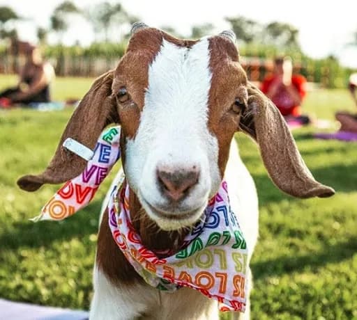 Buttinhead Farms - Goat Yoga - Goat Yoga in Hunlock Creek, Pennsylvania