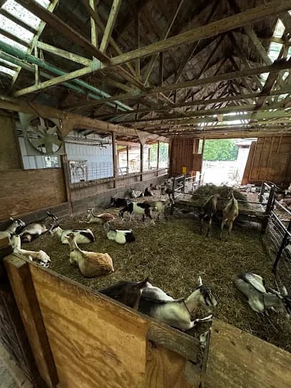 Celebrity Dairy - Goat Yoga in Siler City, North Carolina