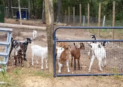 Cotton Bean Farms - Goat Yoga in Mt Pleasant, North Carolina