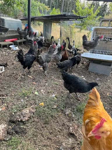 Dancing Goats And Singing Chickens Organic Farm Llc - Goat Yoga in Yelm, Washington