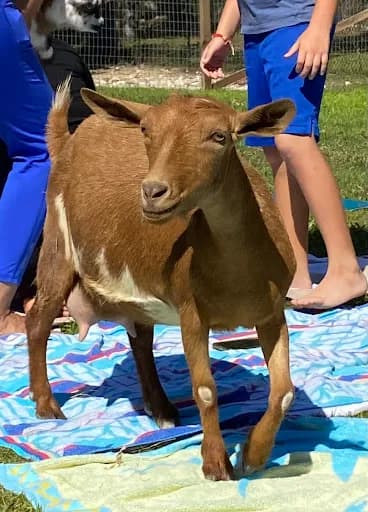 Dim Jandy Ranch - Goat Yoga in Fort Myers, Florida
