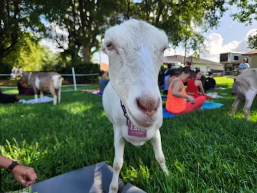 Downward Goat - Goat Yoga in Southwest Ranches, Florida