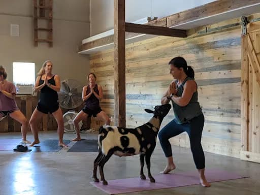 Galena Goat Yoga - Goat Yoga in Galena, Illinois