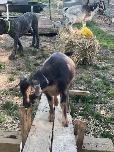 GGA Dwarf Goat Yoga - Goat Yoga in Tucker, Georgia