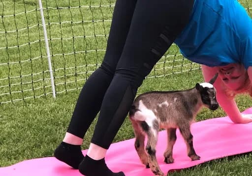 Goat for the Soul, Goat Yoga - Goat Yoga in Union Bridge, Maryland