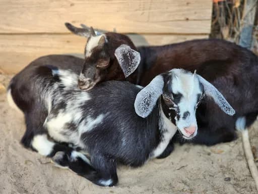 Goat House Farm - Goat Yoga in Tallahassee, Florida