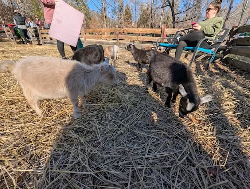 Goat Yoga Bham - Goat Yoga in Helena, Alabama