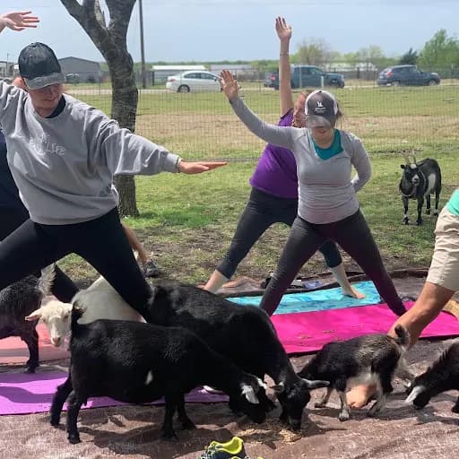 Goat Yoga DFW in Rockwall, Texas