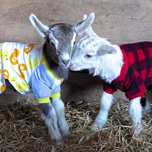 Goat Yoga & Farm Stay