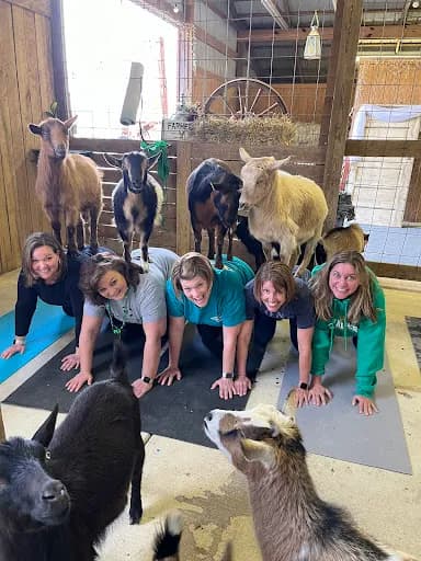 Goat Yoga RVA - Goat Yoga in Glen Allen, Virginia
