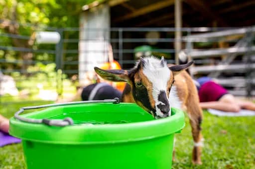 Goat Yoga Texas - Goat Yoga in Tomball, Texas