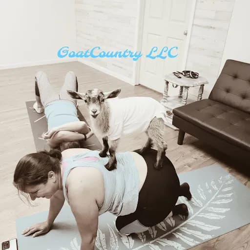 GoatCountry LLC - Goat Yoga in Beavercreek, Ohio