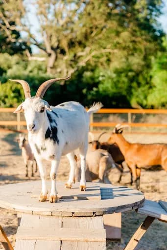 Goatlandia Farm Animal Sanctuary in Sebastopol, California