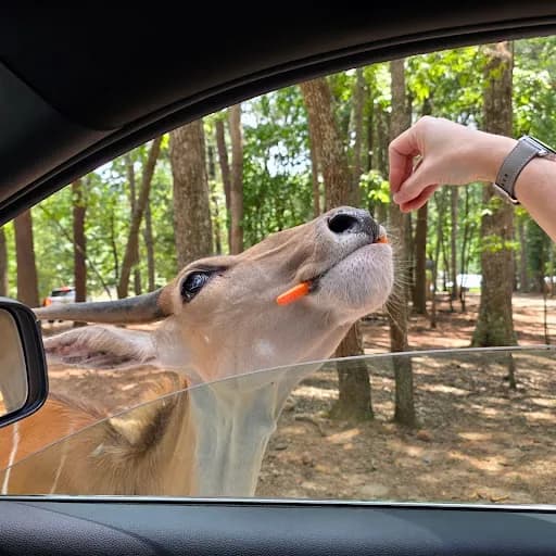 GOGA In The Wild - Goat Yoga in Cleveland, Georgia