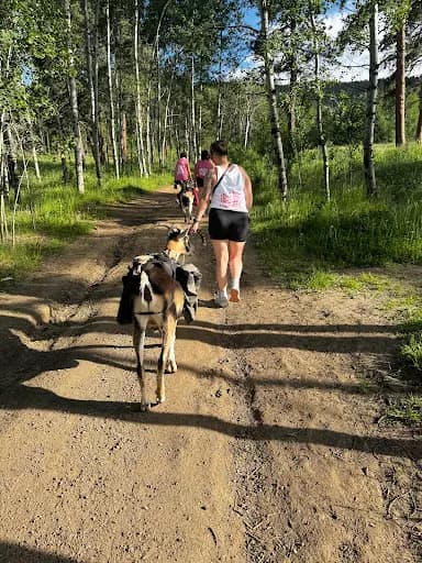 Guided Goat Hikes - Goat Yoga in Conifer, Colorado