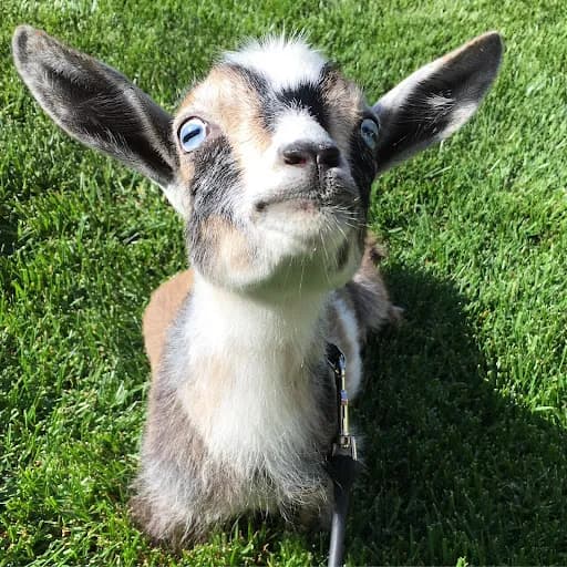Hello Critter Goat Yoga in undefined, California