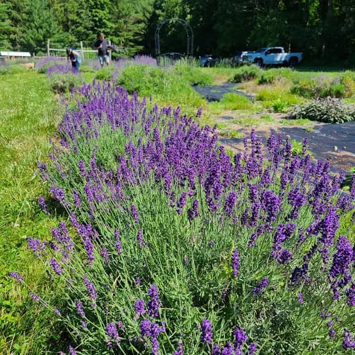 Mad Lavender Farm - Goat Yoga in Milford, New Jersey