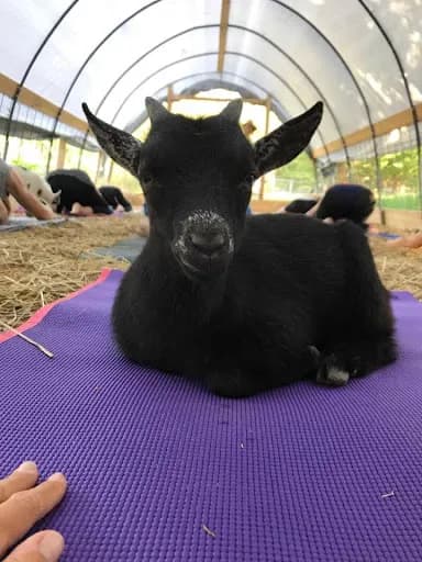 Native Earth Teaching Farm - Goat Yoga in Chilmark, Massachusetts