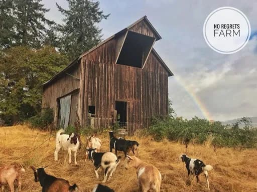 Original Goat Yoga HQ Corporate Office - Goat Yoga in Monroe, Oregon
