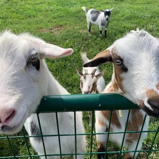 Original Goat Yoga - New Castle KY - Goat Yoga in New Castle, Kentucky