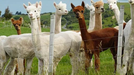 Pactamere Farm - Goat Yoga in Glen Allen, Virginia