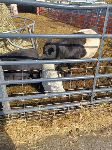 Pingree Farms - Goat Yoga in MI 48203, Michigan