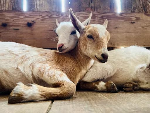 Sage & Willow Farm, home of Kitsap Goat Yoga - Goat Yoga in Poulsbo, Washington