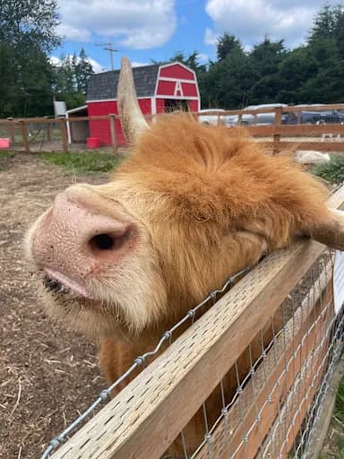 Sammamish Animal Sanctuary - Goat Yoga in WA 98059, Washington