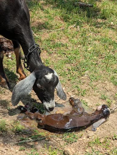 South of Sanity Farms - Goat Yoga in Pell City, Alabama