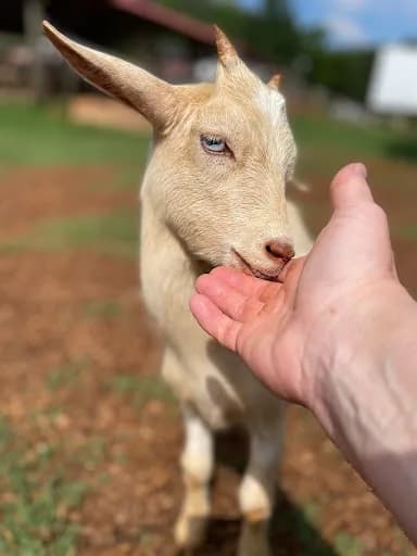 Spring Haven Farm LLC - Goat Yoga in Chapel Hill, North Carolina