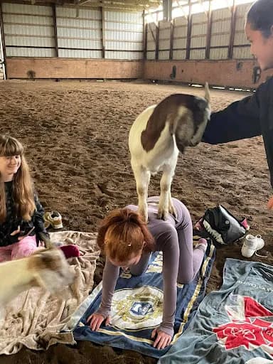 The Goat Yoga - Goat Yoga in Plymouth, Michigan