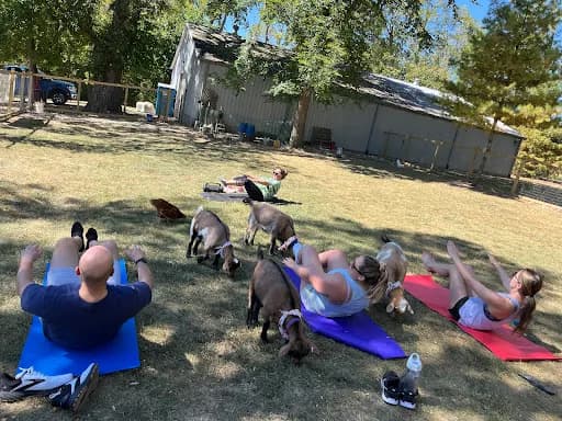 The Grazing Ground Dayton, LLC - Goat Yoga in Dayton, Ohio