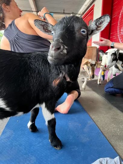 The Painted Farmer - Goat Yoga in Fremont, North Carolina