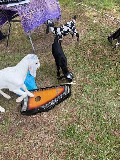 The Wool Family Farm - Goat Yoga in Selma, North Carolina