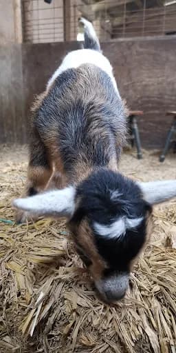 Walkapony Goat Ranch - Goat Yoga in Rossville, Tennessee