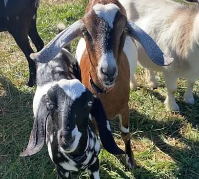 Wilde Dairy Goats - Goat Yoga in Candler, North Carolina