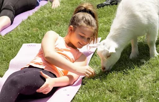 Yoga on my Farm - Goat Yoga in Homer Glen, Illinois