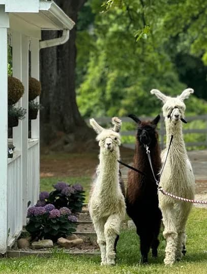 1870 Farm - Goat Yoga in Chapel Hill, North Carolina