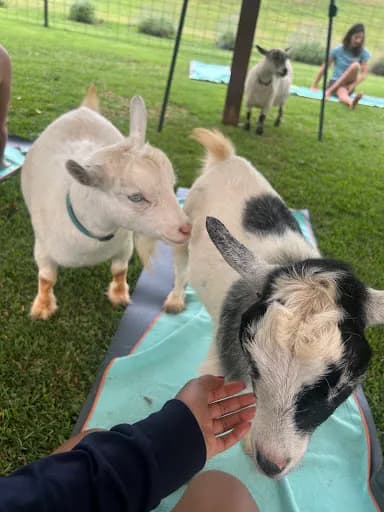 808 Goat Yoga - Goat Yoga in Anahola, Hawaii