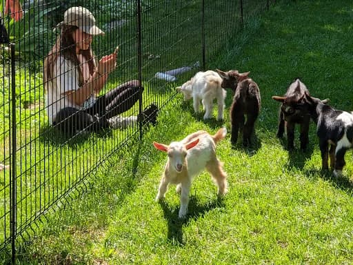 Blue Sky Farm - Goat Yoga in IL 60554, Illinois