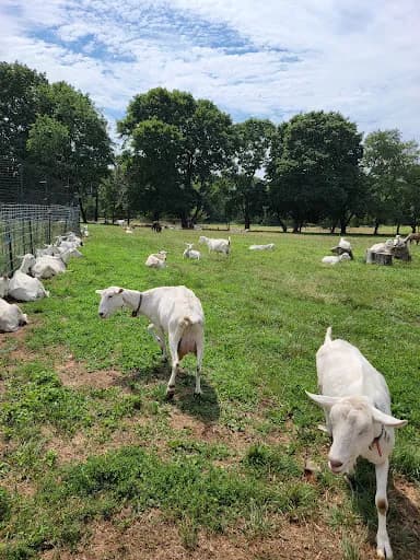 Catapano Dairy Farm - Goat Yoga in Peconic, New York