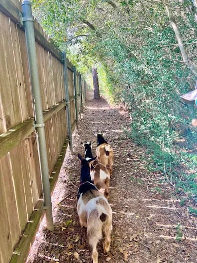 Goat Strolls