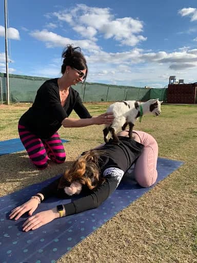 Goat Yoga PHX - Goat Yoga in Phoenix, Arizona