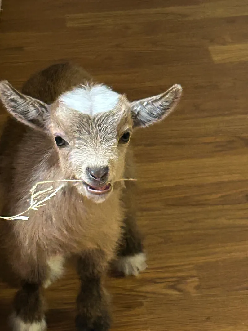 Goats on the Bayou Farm LLC photo 3