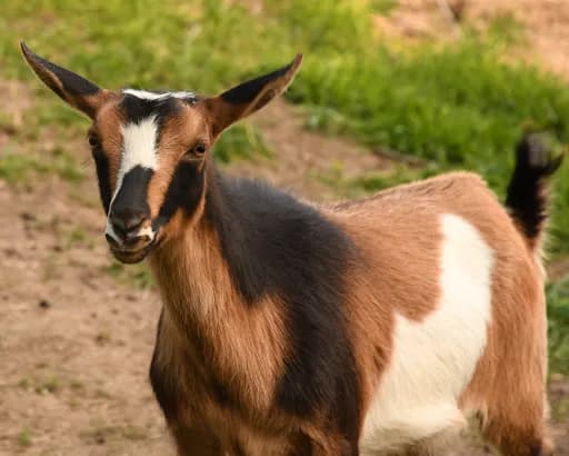 Gray Hobby Farm - Goat Yoga in MN 55372, Minnesota