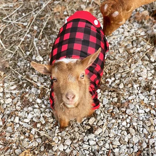 Happy Goat Lucky Yoga - Goat Yoga in undefined, Indiana